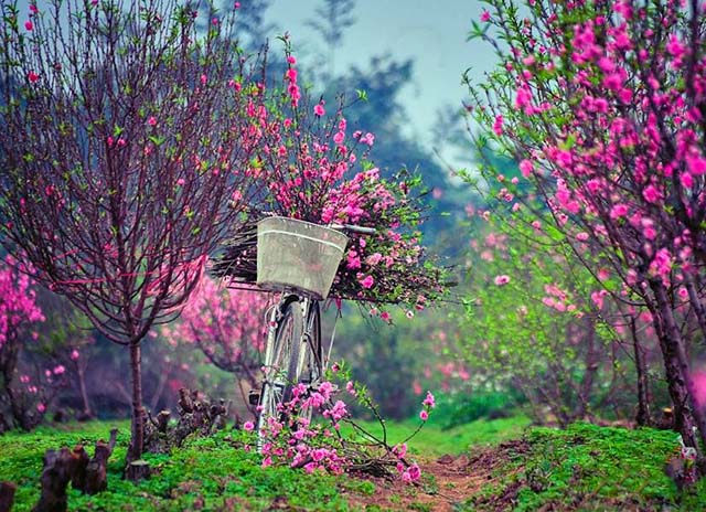 Top những bài thơ Nguyễn Bính về quê hương, mùa xuân, tình yêu hay nhất